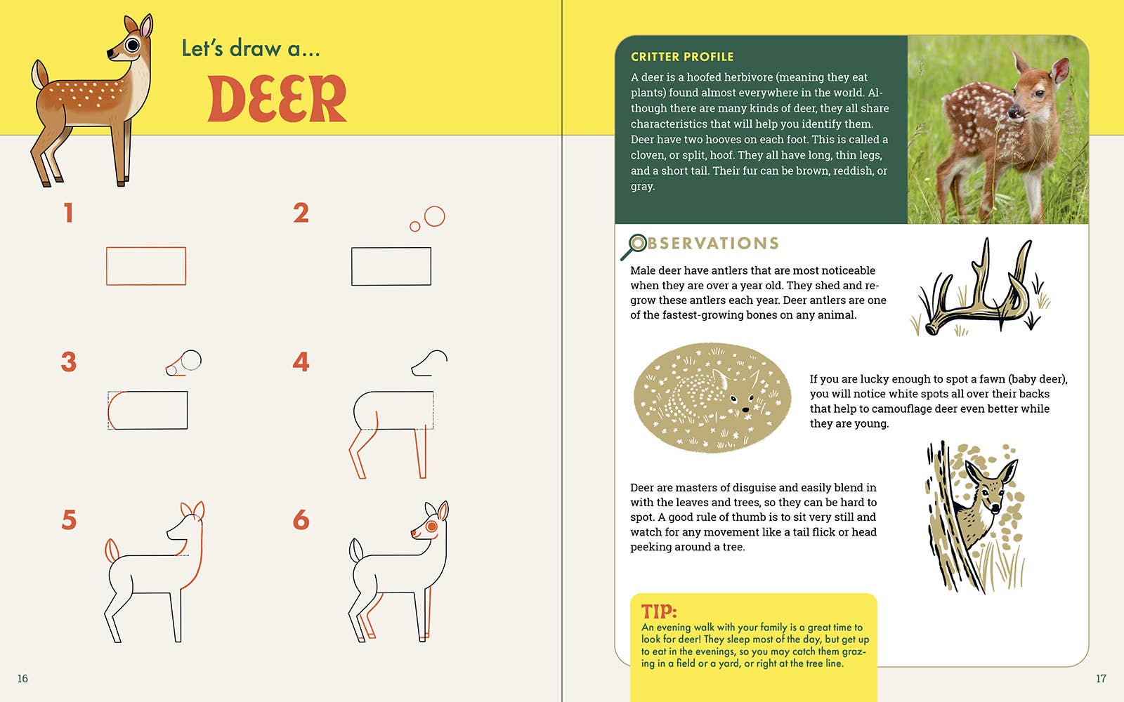 The Nature Explorer's Drawing Guide For Kids