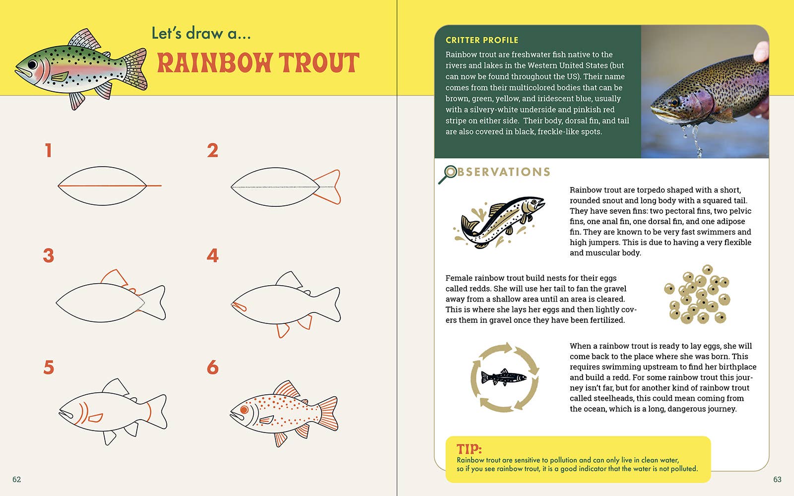 The Nature Explorer's Drawing Guide For Kids