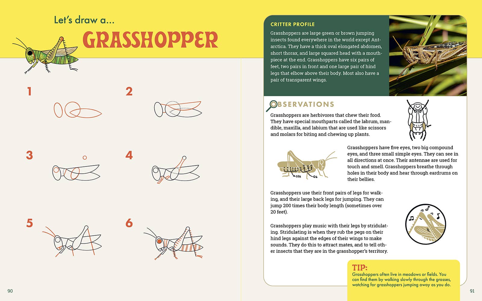 The Nature Explorer's Drawing Guide For Kids