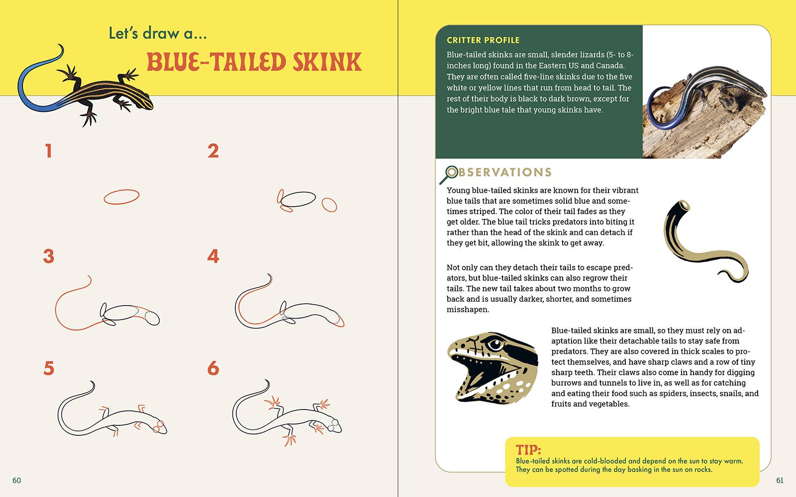 The Nature Explorer's Drawing Guide For Kids