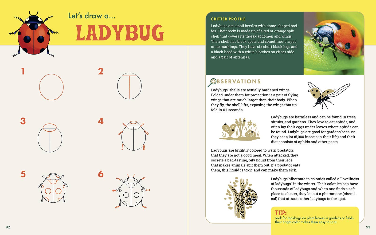 The Nature Explorer's Drawing Guide For Kids