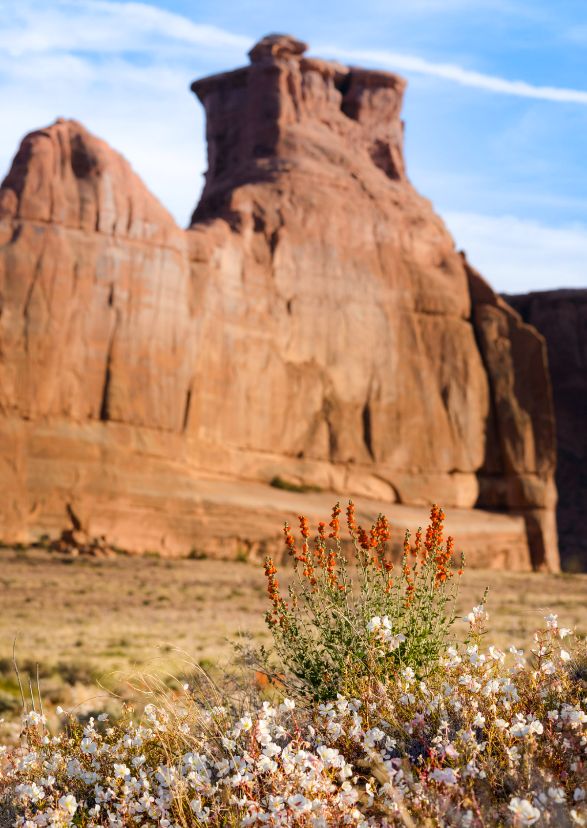 Courthouse Globe Mallow – Arches National Park