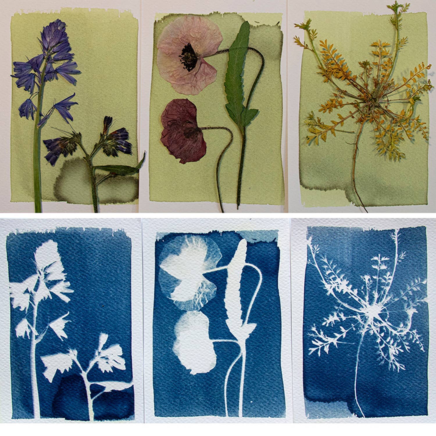 Cyanotype Kit – DIY kit to make blueprints / sun prints 🌞
